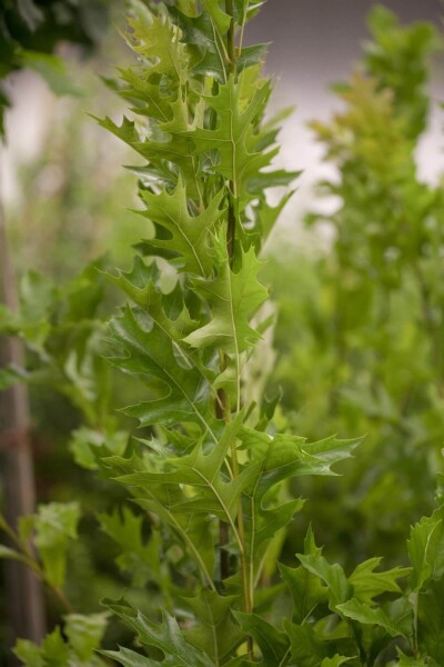 Quercus palustris 'Green Pillar' haute-tige