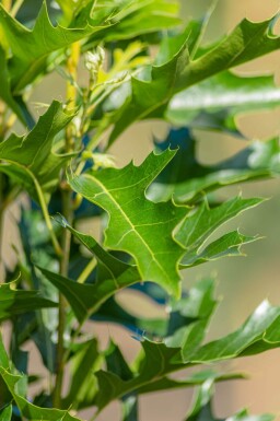 Quercus palustris 'Green Pillar' haute-tige