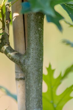 Quercus palustris 'Green Pillar' haute-tige