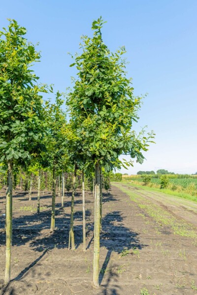 Quercus petraea haute-tige 10/12