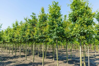 Quercus petraea haute-tige 10/12