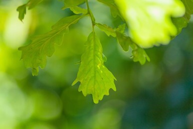 Quercus petraea haute-tige 10/12