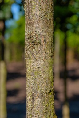 Quercus petraea haute-tige 10/12