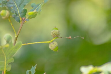 Quercus petraea haute-tige 10/12