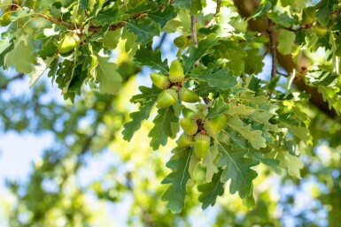Quercus petraea haute-tige 10/12
