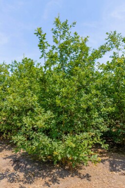 Quercus petraea cépée