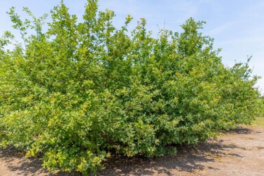Quercus petraea cépée