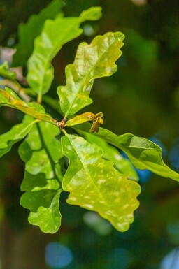 Quercus petraea cépée