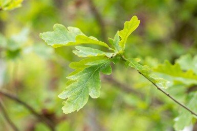 Quercus petraea cépée
