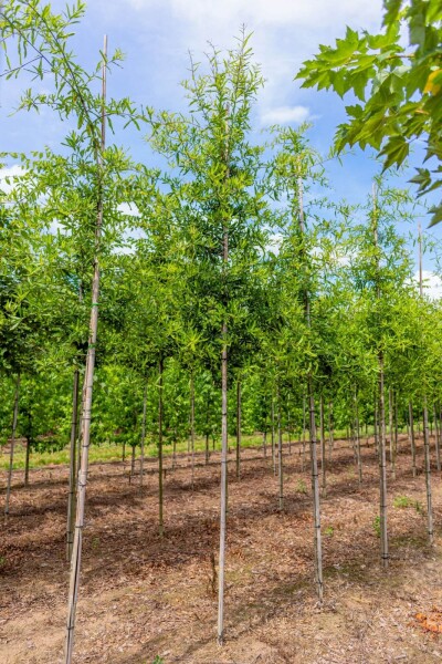 Quercus phellos haute-tige