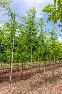 Quercus phellos haute-tige