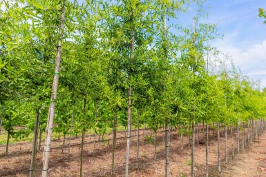 Quercus phellos haute-tige