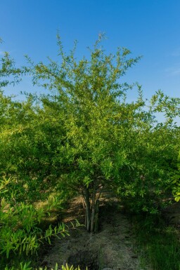 Quercus phellos cépée