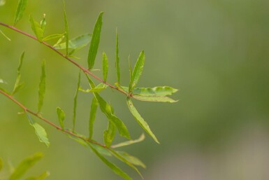 Quercus phellos cépée