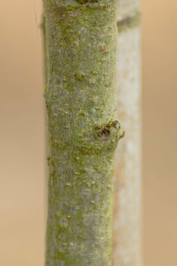 Quercus phellos cépée