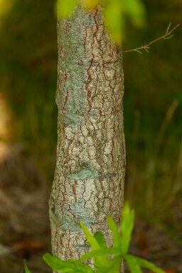 Quercus phellos cépée