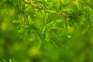 Quercus phellos cépée