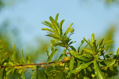 Quercus phellos cépée