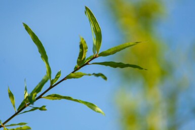 Quercus phellos cépée