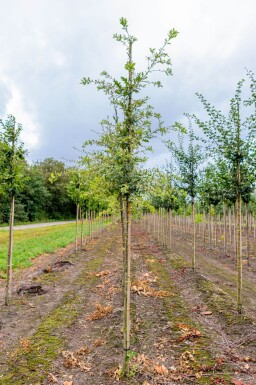 Quercus pubescens haute-tige