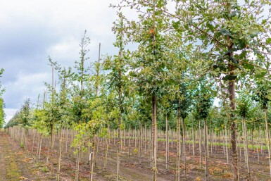 Quercus pubescens haute-tige