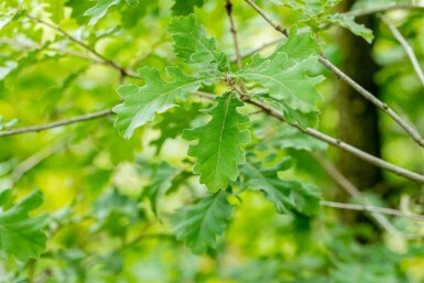 Quercus pubescens haute-tige