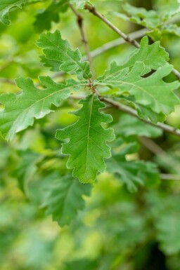 Quercus pubescens haute-tige