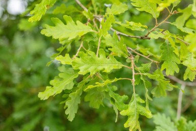 Quercus pubescens haute-tige