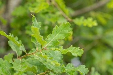 Quercus pubescens haute-tige