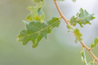 Quercus pubescens haute-tige