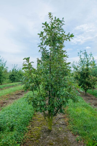 Quercus pubescens cépée