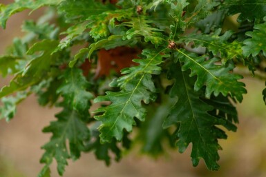 Quercus pubescens cépée