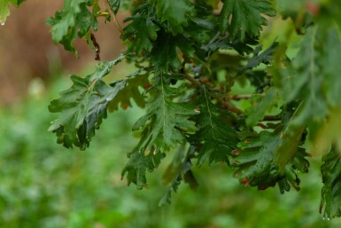 Quercus pubescens cépée