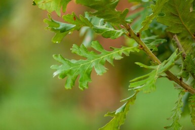 Quercus pubescens cépée