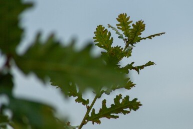 Quercus pubescens cépée