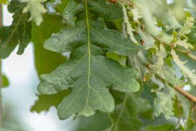 Quercus pubescens cépée