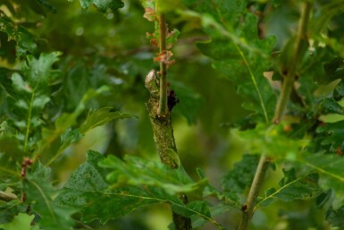 Quercus pubescens cépée