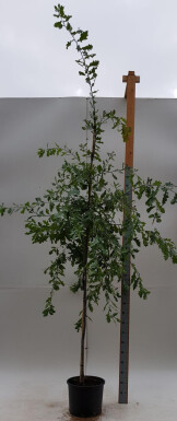 Quercus robur haute-tige 6/8