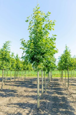 Quercus robur haute-tige 6/8