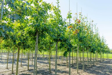 Quercus robur haute-tige 6/8