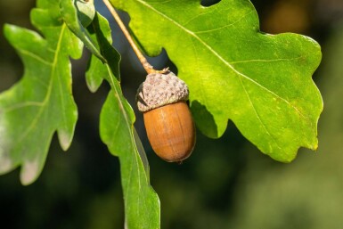 Quercus robur haute-tige 6/8