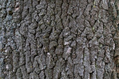 Quercus robur haute-tige 6/8