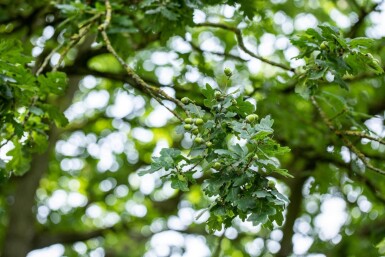 Quercus robur haute-tige 6/8