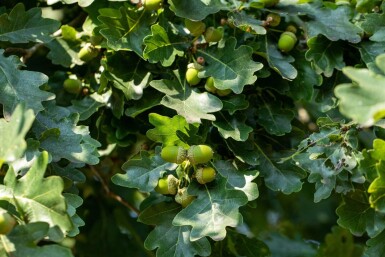 Quercus robur haute-tige 6/8