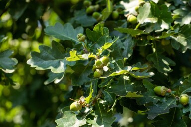 Quercus robur haute-tige 6/8
