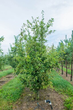 Quercus robur cépée