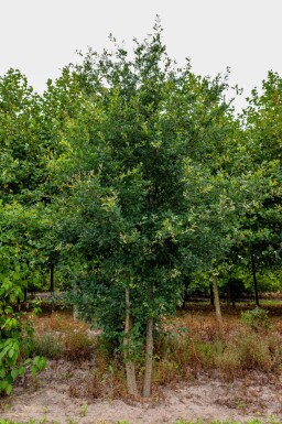 Quercus robur cépée