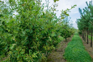 Quercus robur cépée