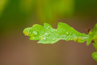 Quercus robur cépée
