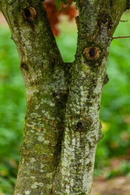 Quercus robur cépée